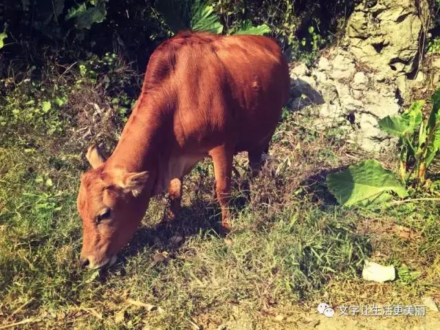 鲁迅先生对旧社会教育的看法,我对鲁迅先生的看法