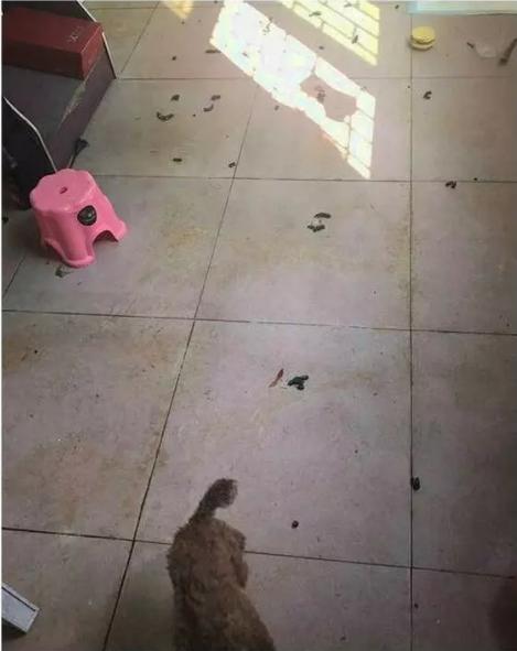 铲屎官外出一周,铲屎官出差回来