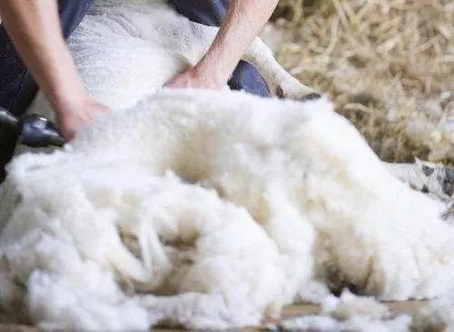 澳洲绵羊油是什么,澳洲绵羊油好吗