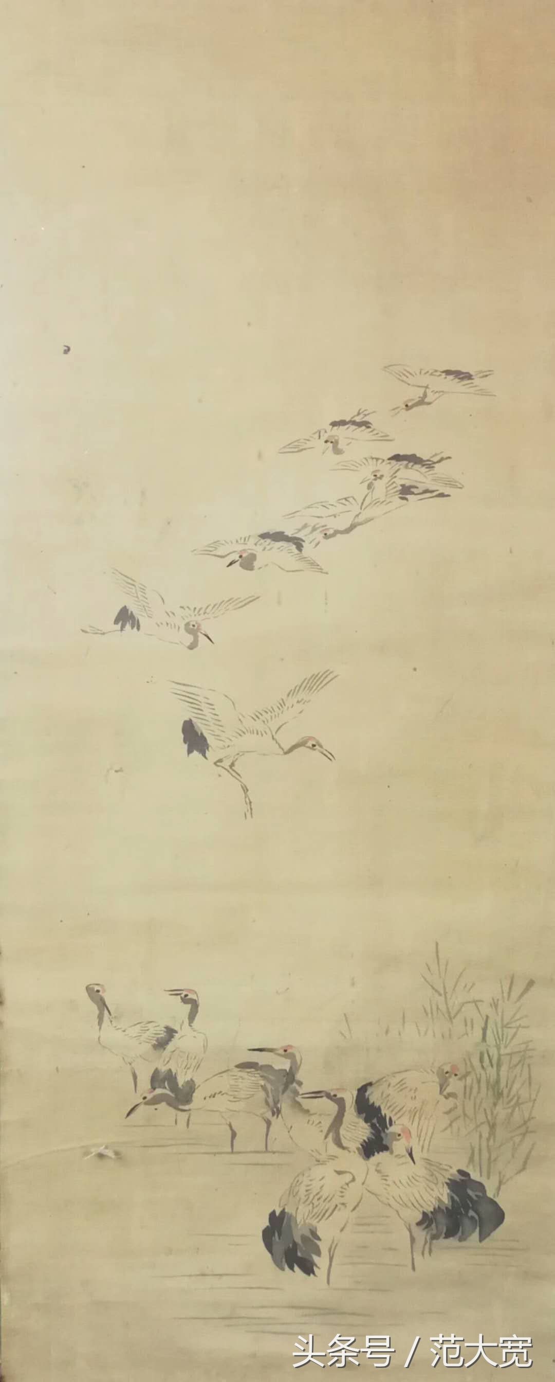 日本画师画仙鹤,仙鹤画作讲解