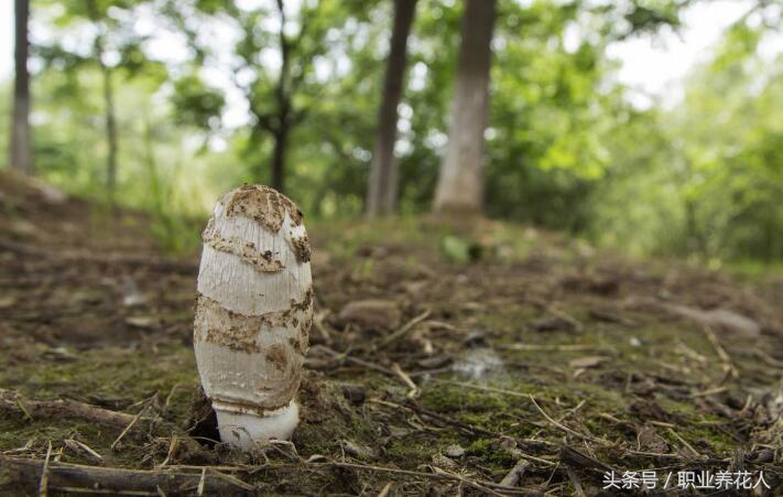 无毒菌类有哪些,九大有毒菌类知识普及