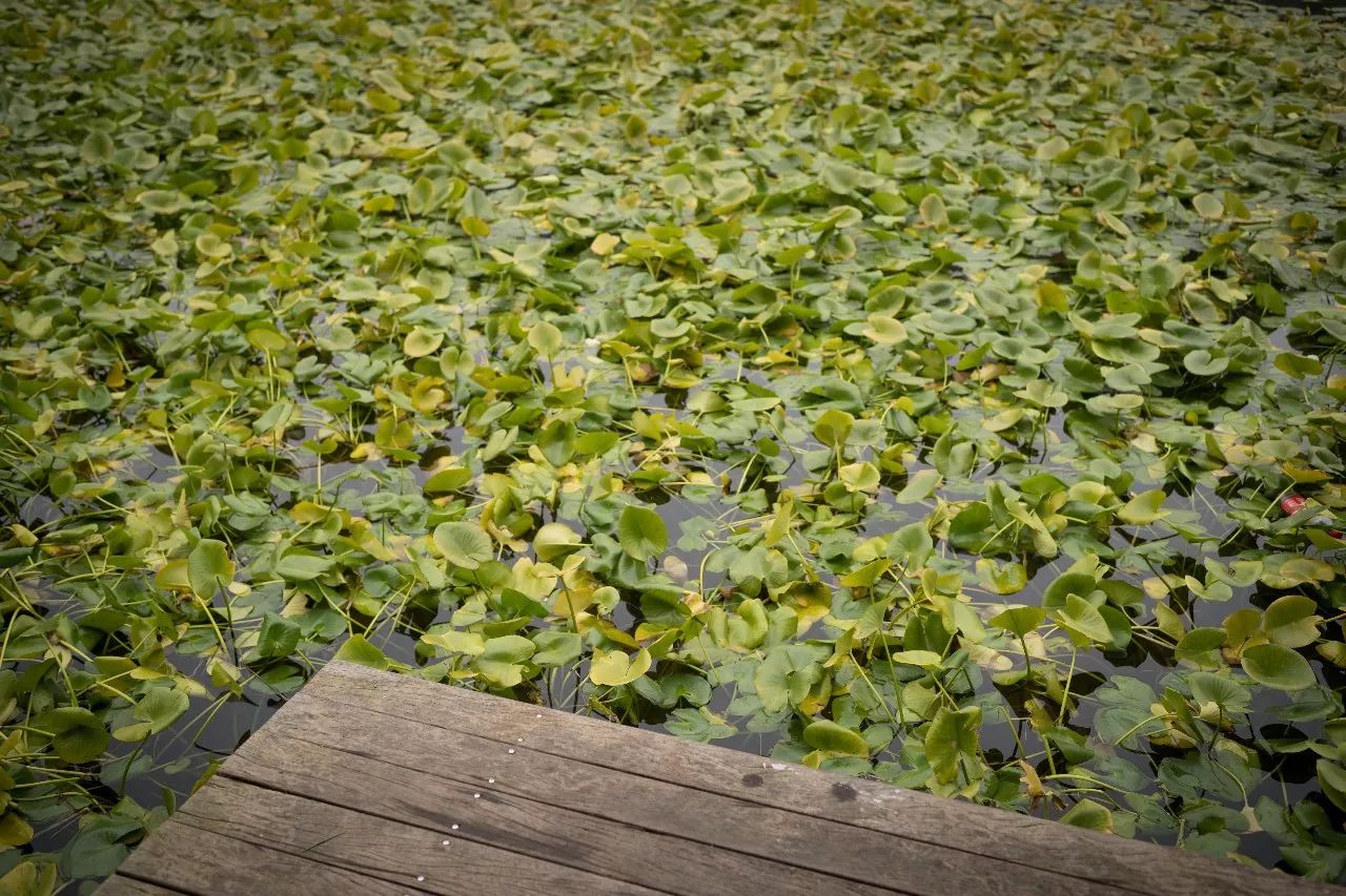 罗莱夏朵杭州紫萱度假村团购,杭州罗莱夏朵酒店日式餐厅