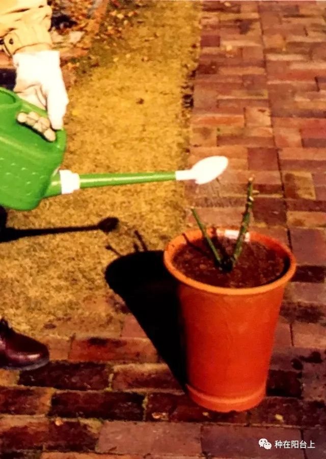 艳慕地中海风格的蔷薇鲜花拱门吗？十步骤即可在你家阳台上实现！