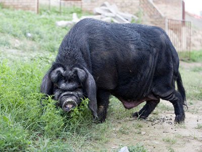 哪几个品种的猪杂交肉质最佳,国内猪品种最好是什么品种