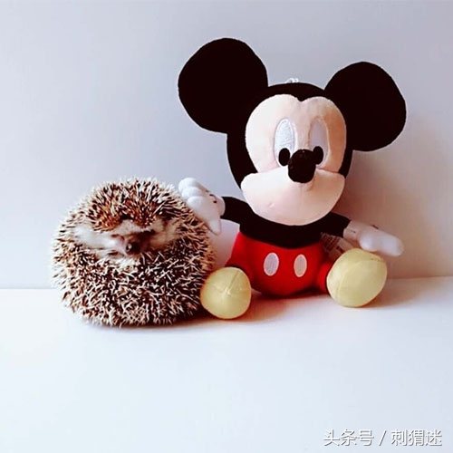 宠物刺猬到底应该喂什么——补剂篇