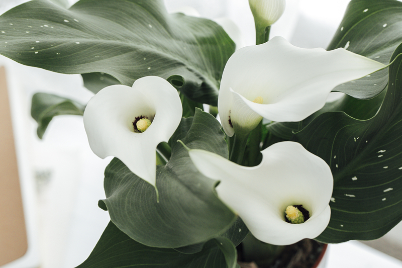 马蹄莲怎样盆栽与养护,盆栽马蹄莲的养护方法