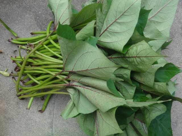 红薯梗的营养价值是什么,红薯藤营养价值与食用功效