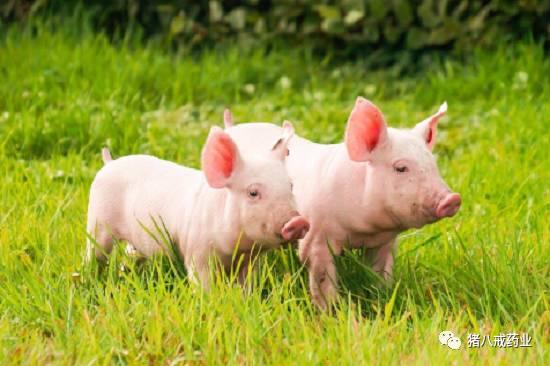 常见猪病的治疗与预防,常见猪病的症状和治疗