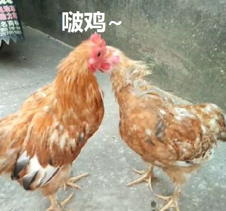 lolita各种意思讲解,有关lolita的知识