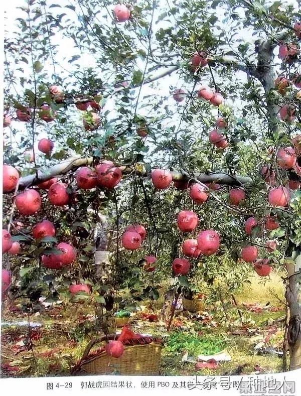 桃树傻瓜式修剪技术,汪景彦傻瓜式修剪详解