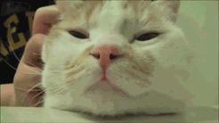 热衷浪浪浪的精致喵仙人，从此不惧空调和冷风