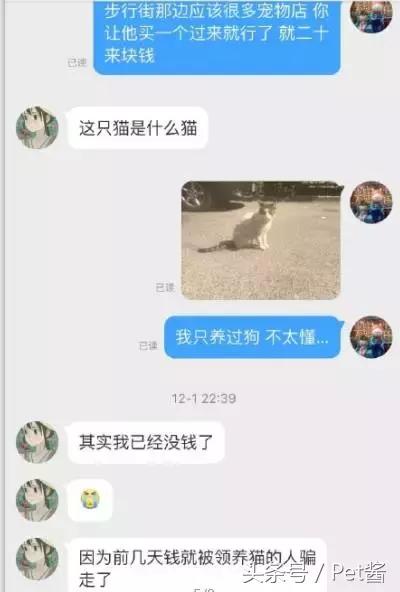 救助者领养猫狗,领养猫咪时说什么能让原主人放心