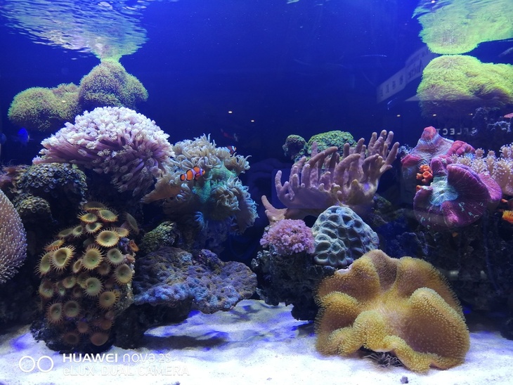 华为nova2s手机发布价格,华为nova2s二手机目前价格