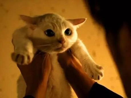 这都不知道，还敢说你会养猫？