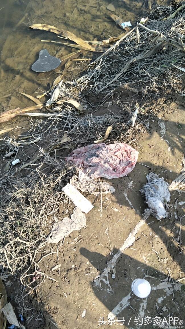 冬钓封竿,冬钓鲫鱼爆护