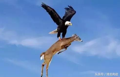 来！聊聊世界杯战场上的“飞禽走兽”们