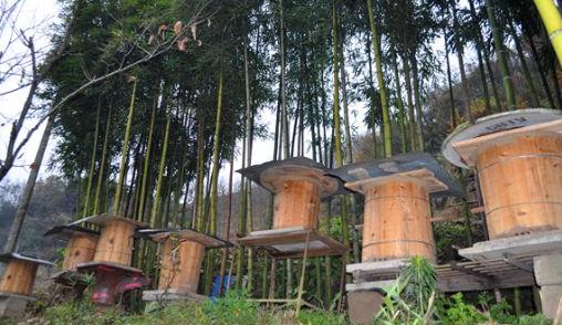 中蜂春繁育王,中蜂春繁云南养蜂