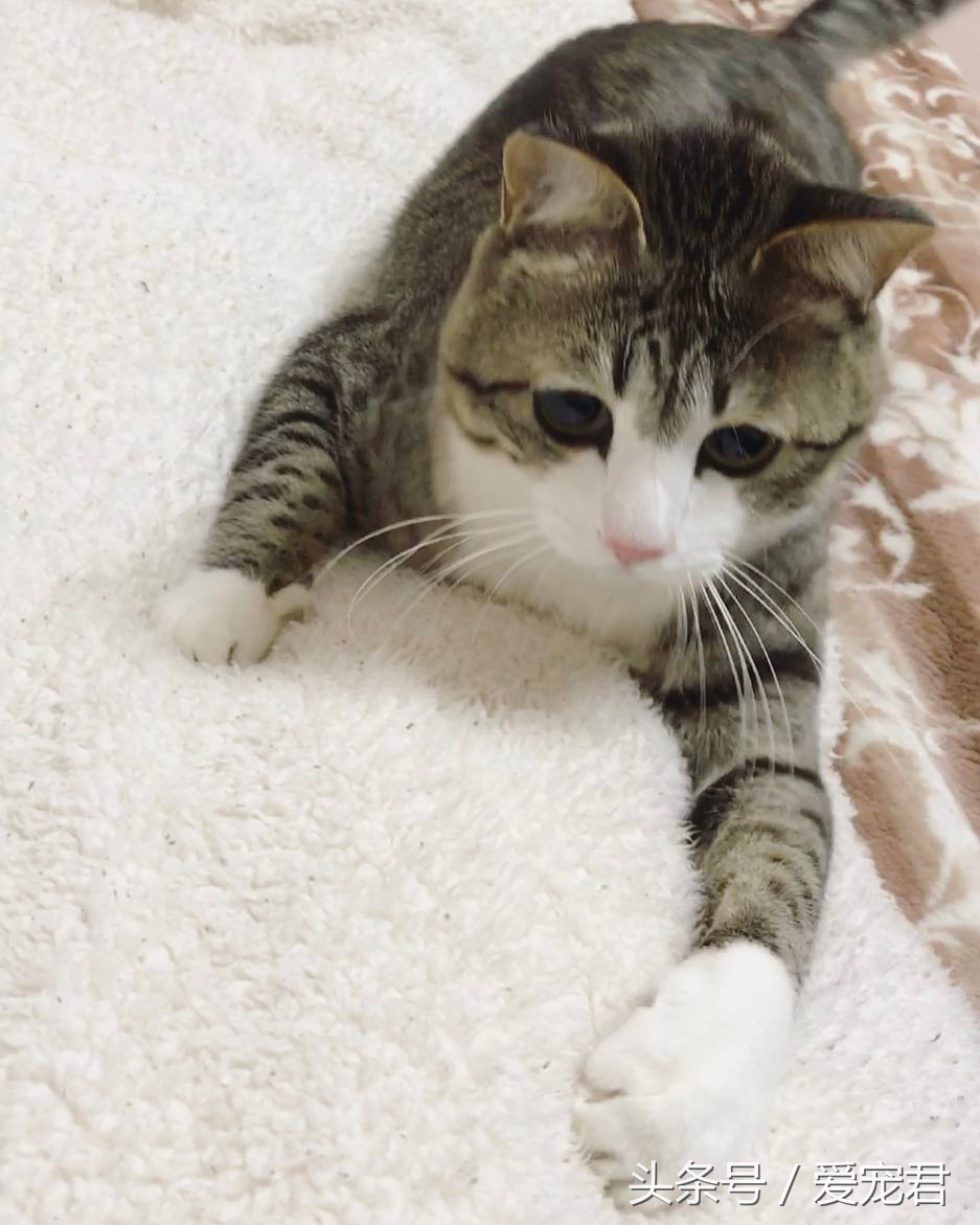 铲屎官给猫咪喂粮,铲屎官给猫咪准备鸡腿