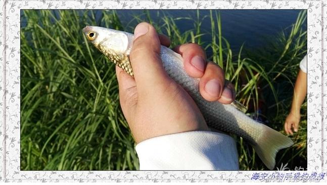 一年四季都可以钓的鱼种,一年四季可钓的鱼种