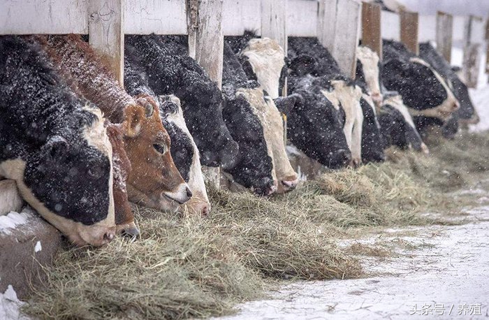 奶牛养殖疾病防治方法,奶牛养殖业应对大风措施