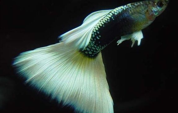 5种常见热带鱼养殖品种介绍图,热带鱼养殖指南教你养好热带鱼