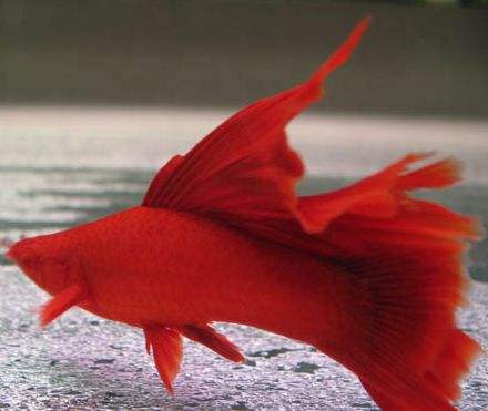 5种常见热带鱼养殖品种介绍图,热带鱼养殖指南教你养好热带鱼