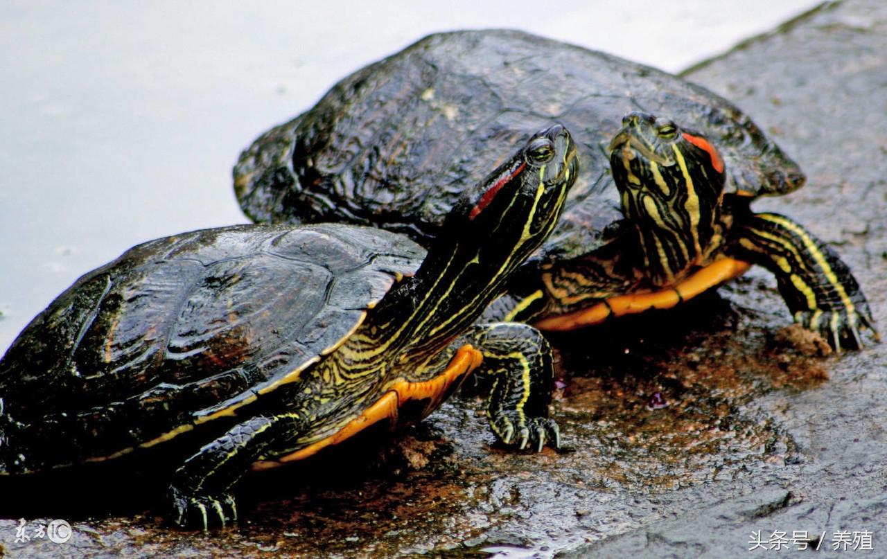 乌龟饲养管理,乌龟饲养必备条件有哪些
