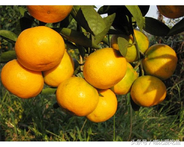 漳州市特产有哪些,漳州的特产有哪些介绍