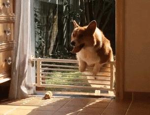 原来外国仙女是骑着柯基满天飞的，哈哈哈哈哈哈太魔性