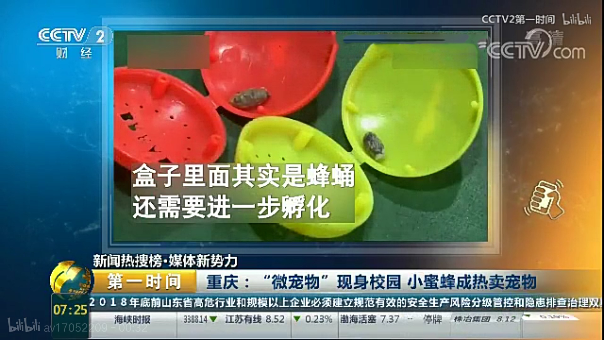 小学生宠物最便宜又好养,小学生小宠物