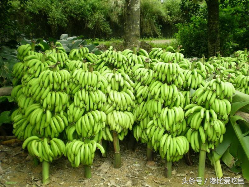 漳州市特产有哪些,漳州的特产有哪些介绍