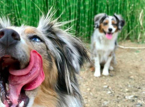 全盲狗狗动不动就怕怕幸遇狗妹妹添自信展开快乐狗生！