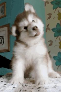 养了狗以后总破财,养了狗才知道没那么简单