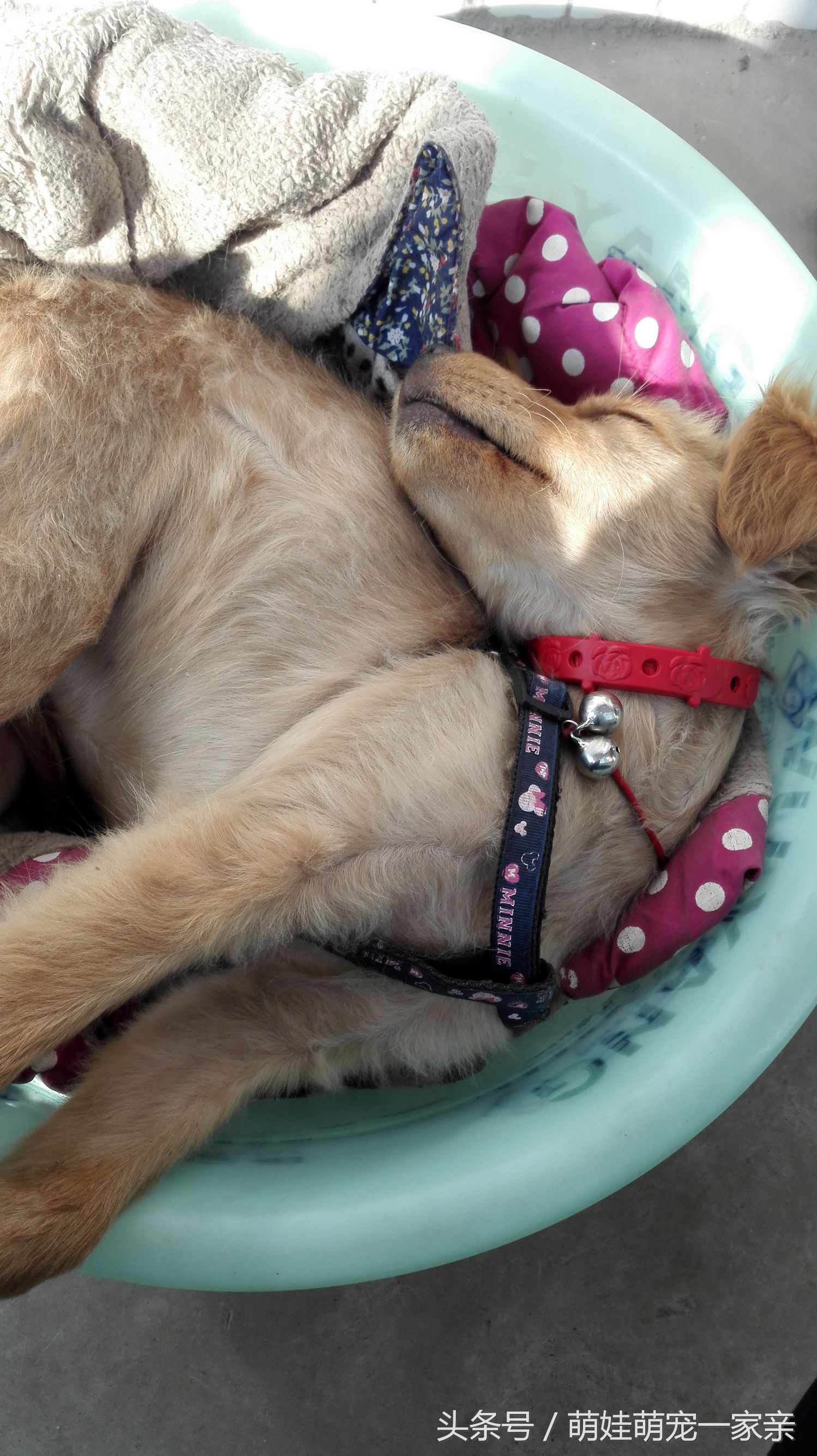 狗狗换牙是从门牙开始的吗,五个月狗狗门牙掉了是在换牙吗