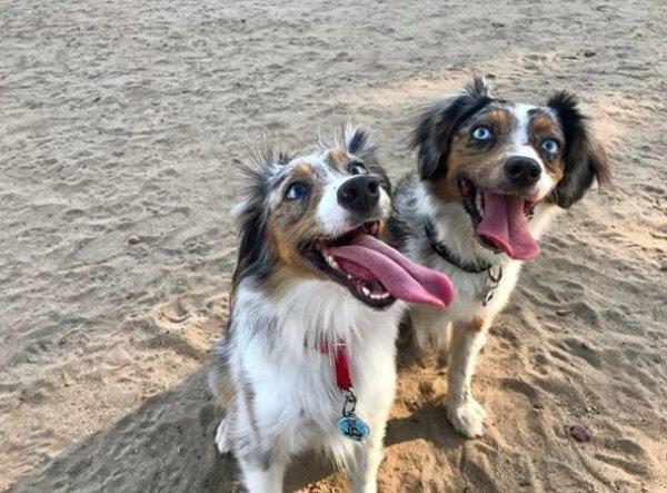 全盲狗狗动不动就怕怕幸遇狗妹妹添自信展开快乐狗生！