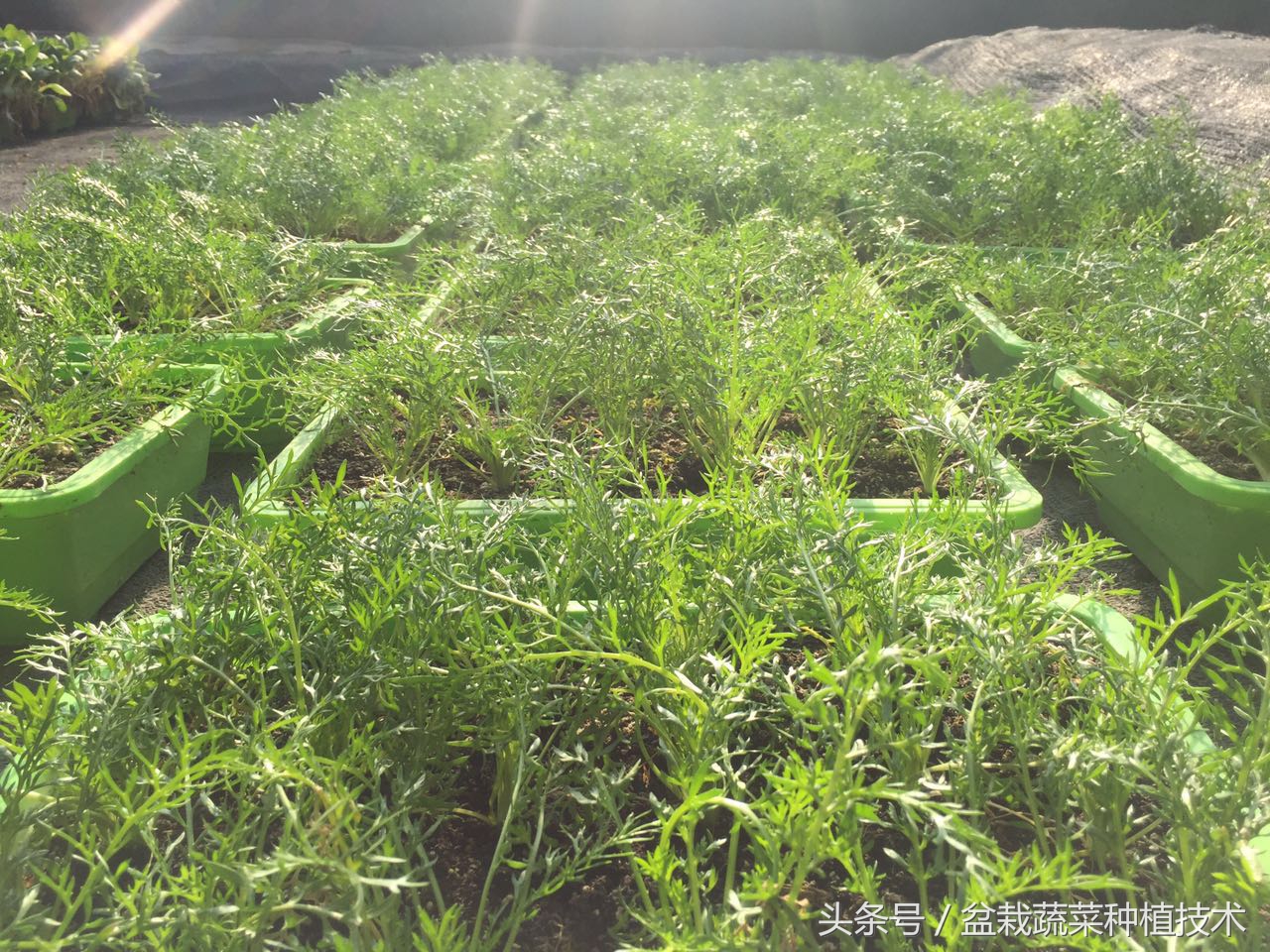 玛咖为什么会跌下神坛,玛卡跌落神坛