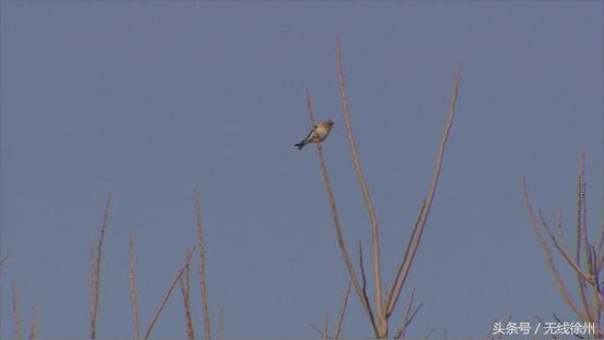 徐州为什么是候鸟栖息地,徐州候鸟