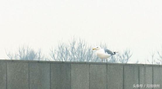 徐州为什么是候鸟栖息地,徐州候鸟