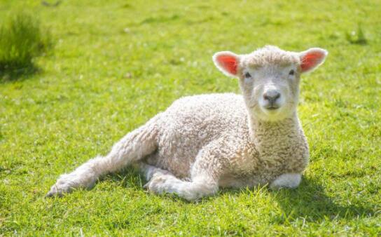 养羊的前期的准备工作,养羊技术大全羔羊的管理视频