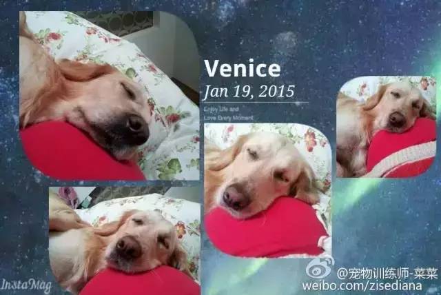 怀孕养狗新手入门必知,怀孕了养狗注意事项