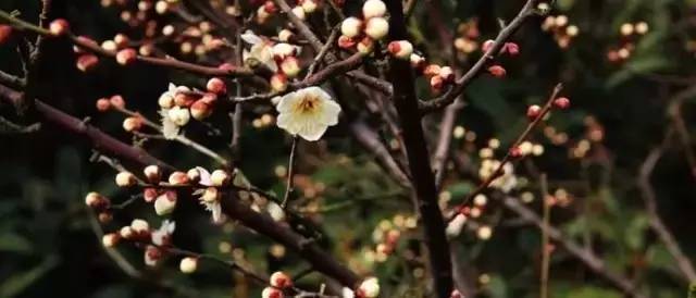 江西赣州冬天,赣州冬天周边旅游景点推荐