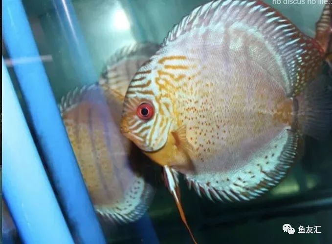 野彩和家彩的饲养区别,野彩到底好不好养