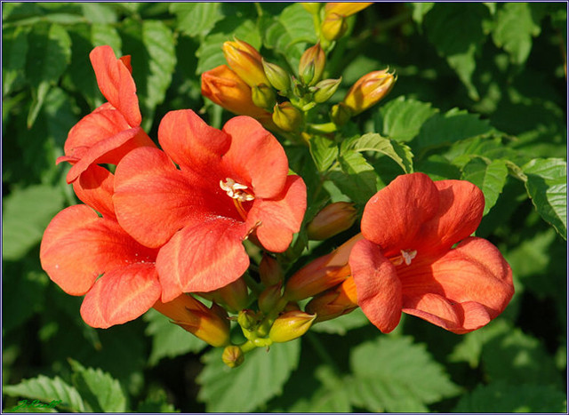 农村常见的100种植物,100种常见草本植物