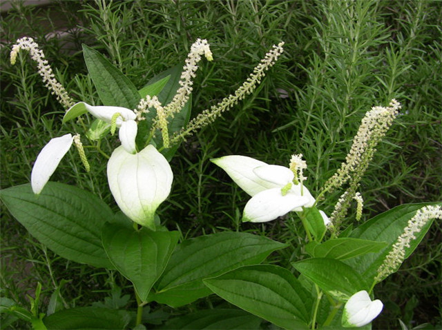 农村常见的100种植物,100种常见草本植物