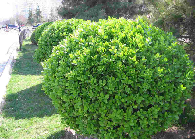 农村常见的100种植物,100种常见草本植物