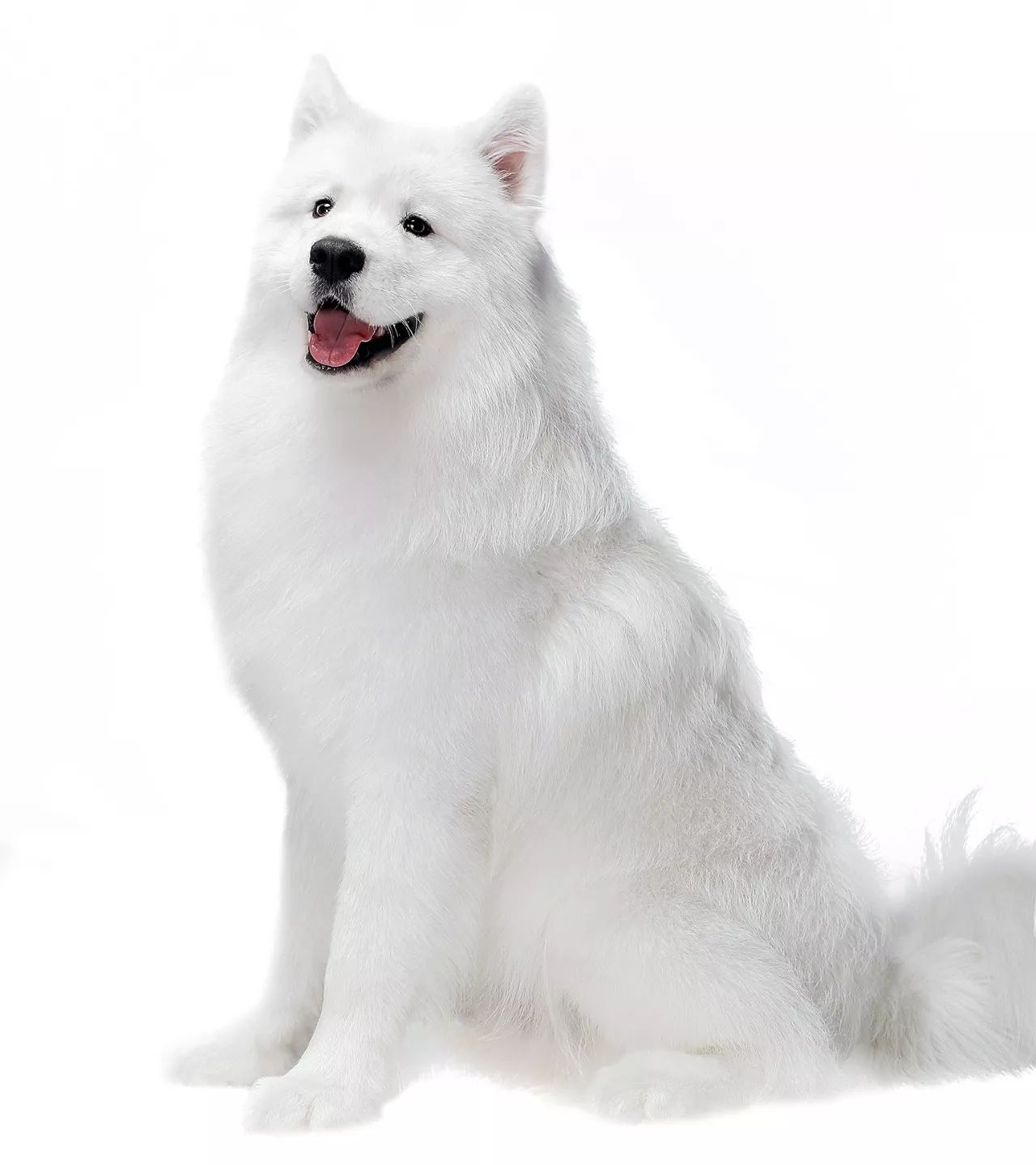 萨摩耶犬怎么判断健康,萨摩耶犬怎么养才是不生病