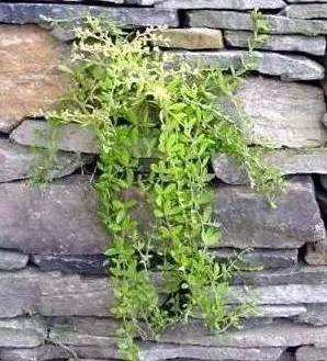 这五种盆栽真心值得养,不用经常换盆根系不发达的盆栽