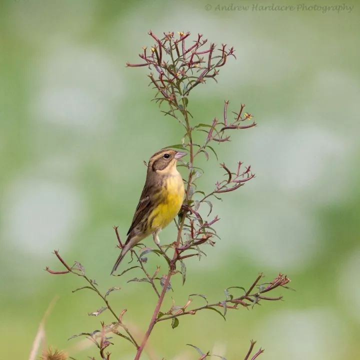 被吃灭绝的禾花雀,禾花雀有多危险