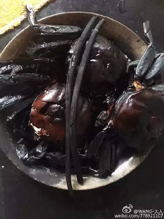 爆笑！天津网友晒图爆料女友把鱼炸成“鸟”，鱼临死前表示“鬼知道我经历了什么”