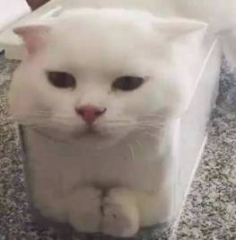 「看招儿」放个勺子，可乐就一晚上都不会跑气？